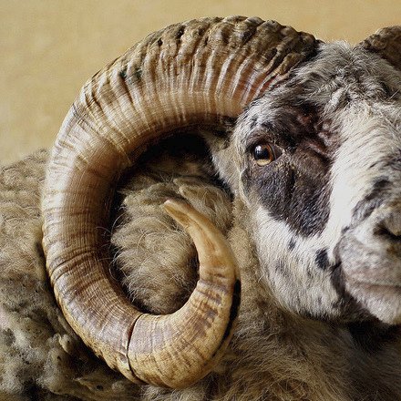 An organic tannery based on our smallholding in West Wales producing chromium free, fully machine washable sheepskin and goatskin rugs. 🐑🐐