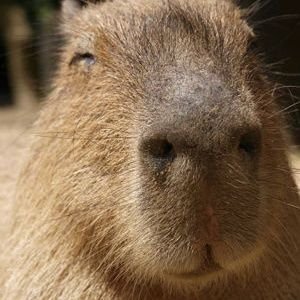 カピバラさんさんのプロフィール画像