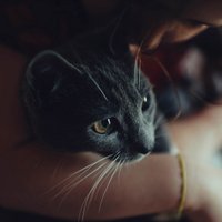 kinh lin (@kinh_lin) 's Twitter Profile