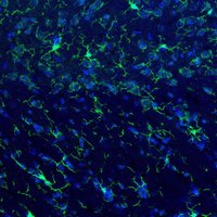 Horsburgh Lab (@horsburgh_lab) 's Twitter Profile