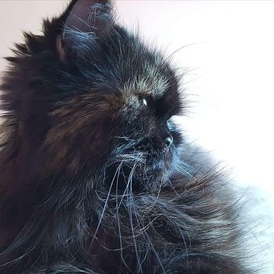 Siroc42192456's profile picture. 