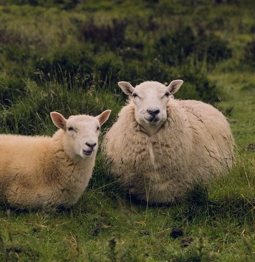 s2918s's profile picture. 働きすぎだったけど燃え尽きて迷走中の30代。フュリオサのような女になりたい。