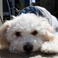 Masha @ MSFT (@mashamsft) 's Twitter Profile