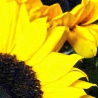 Just Anne 🌻 (@criminologyuk) 's Twitter Profile Photo Just Anne 🌻 (@criminologyuk) 's Twitter Profile Photo