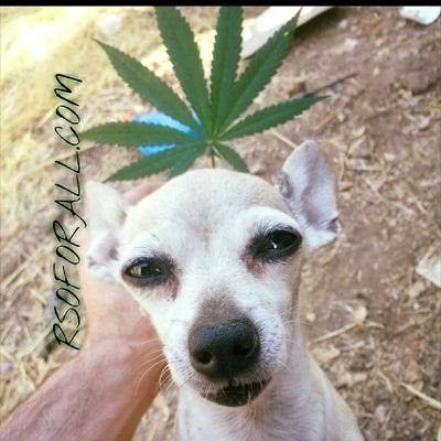 We Offer High Quality Cannabis Products For Without Easy Access.
Check out our Website @Rsoforall.com
WE SHIP WORLDWIDE
&Follow us on Instagram
@rsoforall