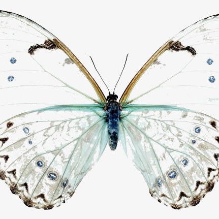 translucentthea's profile picture. Don't follow me I don't exist.