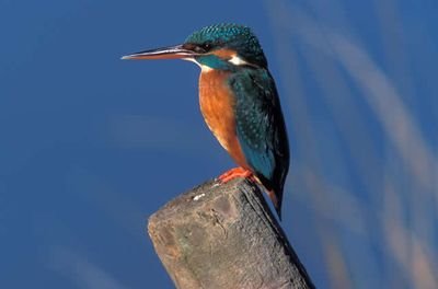 Amlover💕, lo mío es la naturaleza, los animales y la justicia. creo en tí y en tu proyecto de Nación AMLO