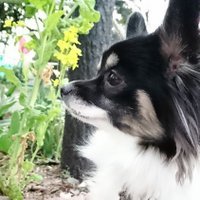 チワパピ🌟レイシー🐶💕My dog Lacy's(Chion(Papihuahua)acct.(@TratrahedronZ) 's Twitter Profile Photo