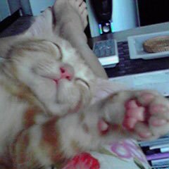 yonesuke0227's profile picture. 二児の母 時短Ns 息子中1、前髪切らない男子センター分け必須 娘小3 図工女子 ヨネスケ🐱は2022年12才でお空に旅立ちました。愛媛県からはるばるやってきた保護猫ちゃん15才と数えきれないカブトムシとオオクワガタ飼育中 カメも仲間入り。2025E→神奈川男子校。これからは全力でサッカーする予定。できれば文武両道…