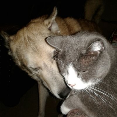 2wolfmom🐺🐾🐺🐾さんのプロフィール画像