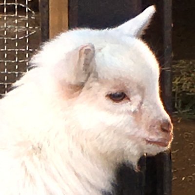 ヤギ好きです。 たまに動物園などのヤギを記録として撮って、のんびり写真をアップしてます。 稀にヤギと同居しているヒツジも出てくるかも。