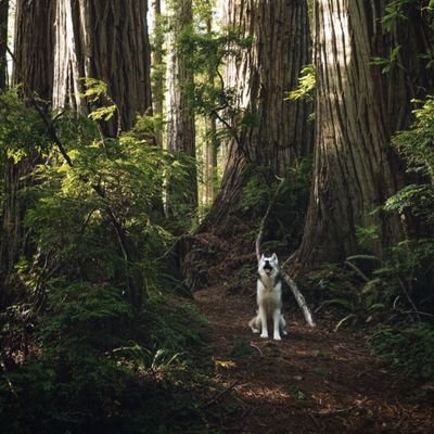 screamingwulf's profile picture. 