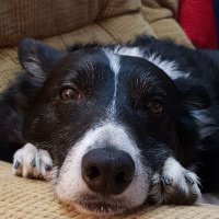 Kev Ferguson (@kevf69) 's Twitter Profile