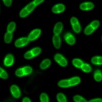 Henriques-Normark lab (@bhn_lab) 's Twitter Profile Photo Henriques-Normark lab (@bhn_lab) 's Twitter Profile Photo