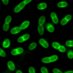 Henriques-Normark lab (@bhn_lab) Twitter profile photo Henriques-Normark lab (@bhn_lab) Twitter profile photo