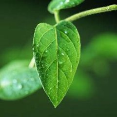 GeneticMachine's profile picture. 
