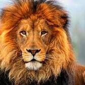 खूंखार शेर #रेड(@Rs4xxx) 's Twitter Profile Photo