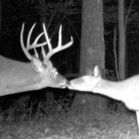 Trailcam Man (@trailcam_man) 's Twitter Profile
