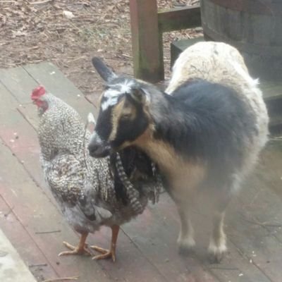 SoulsticeHome's profile picture. This extension of our blog let's you know what we're thinking and doing with Soulstice Homestead in real time.