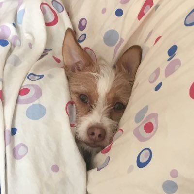 Lisape921's profile picture. 