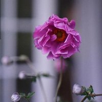 مريم فهد 🦋 (@mariam33f) Twitter profile photo