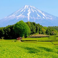 Shizuoka Green Tea Guide (@shizuoka_greent) Twitter profile photo