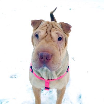 avathepei's profile picture. I’d tap that