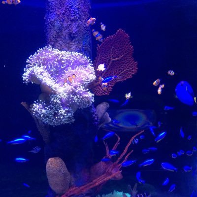 ___ayusab's profile picture. Living under the rock🗿beware random rant⚠️