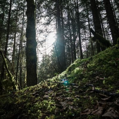 GreenTreee_B's profile picture. 