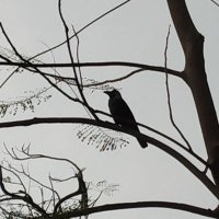 alagiakoothan s (@alagiakoothan) 's Twitter Profile