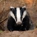 Leeds and District Badger Group (@leedsbadgers) Twitter profile photo