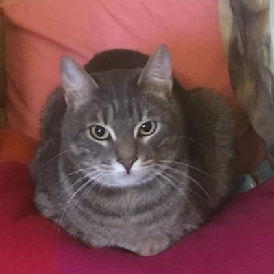 manuelattan's profile picture. Proud of following the law, always. Legal immigrant waiting for 10 years in Italy to join to my american family