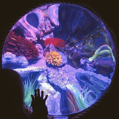 ACoraPerson's profile picture. Artist. Co-founder of Glassball Studio. https://t.co/TqmuiQ0fOE @GlassballStudio @acoraperson