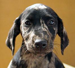 nicemlt's profile picture. Software Engineering Manager. Travel/Baseball Coach. (Former) Ultimate frisbee player and high school coach. Writer. Atlanta sports fan. Board game enthusiast.