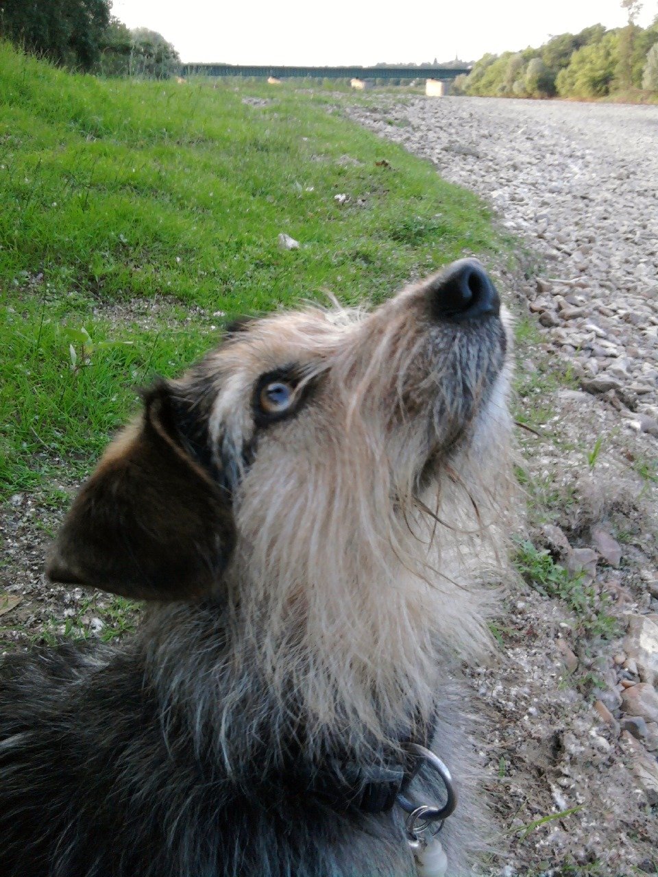 J'ai de plus en plus d'estime pour les animaux et de moins en moins pour l'être humain. J'aime MA 🇫🇷, sa culture, ses églises,ses châteaux,son histoire.