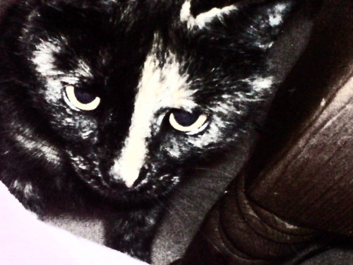 *Meow* I am Bella! I love food! + Ima Cat! Follow me! *Meow*