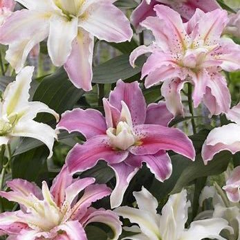 kpalmatier11's profile picture. 