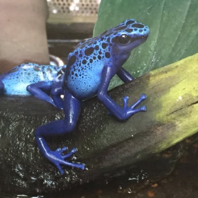 くるみもちっこ マリコンヌ ヤンシー すき くるみもちっこ マリコンヌ ヤンシー すき