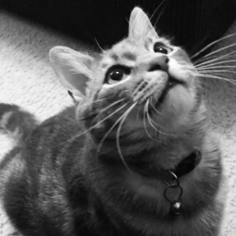 wailaniOh's profile picture. Il Dolce far niente.