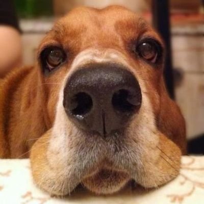 DogsRule1111 Profile Picture