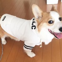 犬服　ココ&ルル ハンドメイド coco&lulu | . オーダーのお洋服⟡.·*. ただ今オーダーが