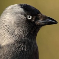 lepacavka's profile picture. Čujem da sve čavke došle na tviter pa reko' ne ide da najlepša nije tu