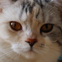トビー (@toby_marimo) 's Twitter Profile