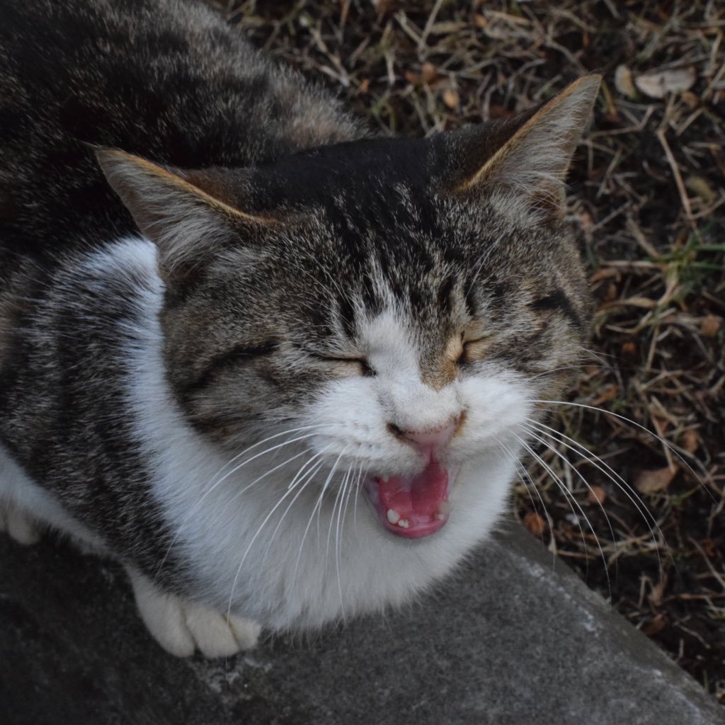 目白大学岩槻キャンパス公認の部活です。 学内に生息している猫達の地域猫活動をしています。中の人がたくさんいます🐱 (入部希望の方は部員・顧問・病理学教員もしくはDMまで連絡ください🐈)