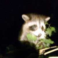 Alexis Murphy Mudd (@muddmurphy) 's Twitter Profile