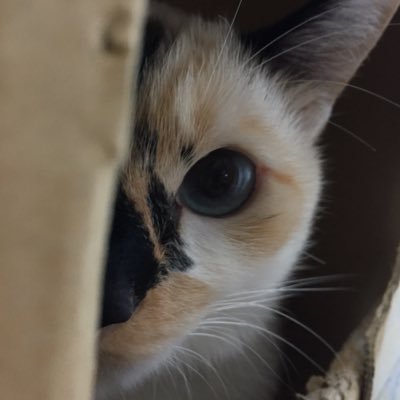 @bigbamboo68k