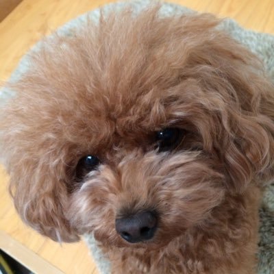 トイプードルのおんぷです   無言フォローっていうのしちゃうの🐾ごめんね🐶