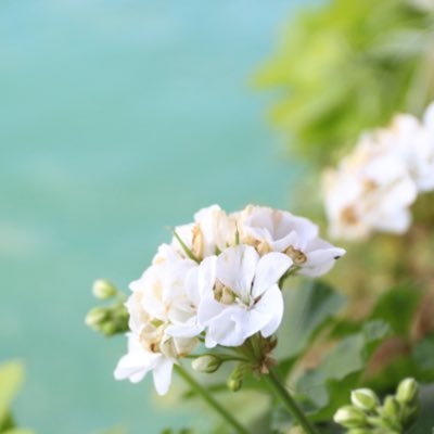 ponyooooop's profile picture. ゆるふわな日常を目指して