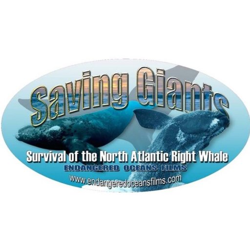 Saving Giants: Survival of the North Atlantic Right Whale educates & raises awareness about endangered NA right whales. Help us save the giants! #SavingGiants