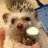 XElitte's profile image